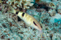 Parupeneus multifasciatus (Manybar Goatfish)