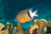 Plectroglyphidodon dickii (Blackbar Damsel)