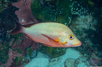Lutjanus gibbus (Humpback Snapper)
