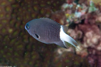 Chromis margaritifer (Bicolor Chromis)
