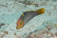 Halichoeres hortulanus (Checkerboard Wrasse)