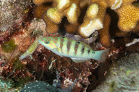 Thalassoma hardwicke (Sixbar Wrasse)
