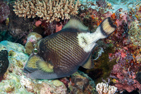 Balistoides viridescens (Titan Triggerfish)