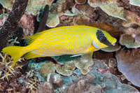 Siganus puellus (Masked Rabbitfish)