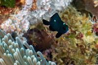 Dascyllus trimaculatus (Threespot Dascyllus)