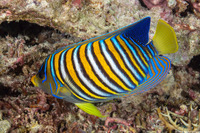 Pygoplites diacanthus (Regal Angelfish)