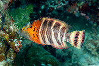 Cheilinus fasciatus (Redbreasted Wrasse)