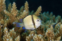 Dascyllus reticulatus (Reticulated Dascyllus)