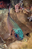 Myripristis adusta (Shadowfin Soldierfish)