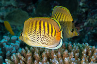 Chaetodon punctatofasciatus (Spot-Banded Butterflyfish)