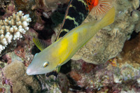 Scarus dimidiatus (Yellow-Barred Parrotfish)