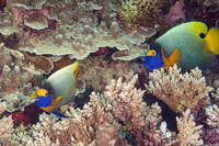 Pomacanthus xanthometopon (Yellow-Mask Angelfish)