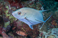 Caranx lugubris (Black Jack)
