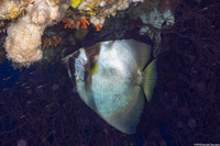 Platax pinnatus (Pinnate Spadefish)