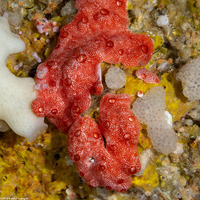 Didemnum sp.5 (Didemnum sp.5)