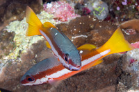 Lutjanus biguttatus (Twospot Snapper)