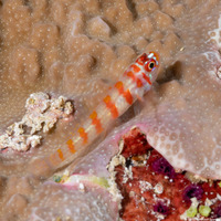 Trimma cana (Candycane Pygmygoby)