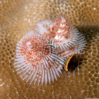 Spirobranchus sp.1 (Christmas Tree Worm)