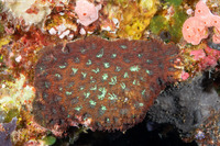 Favites pentagona (Favites Pentagona)