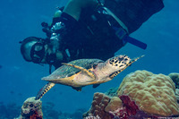 Eretmochelys imbricata (Hawksbill Turtle)