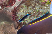 Labroides dimidiatus (Bluestreak Cleaner Wrasse)