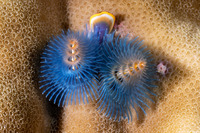 Spirobranchus sp.1 (Christmas Tree Worm)