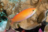 Pseudanthias dispar (Redfin Anthias)