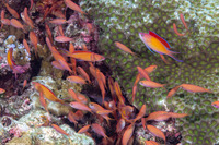 Pseudanthias dispar (Redfin Anthias)