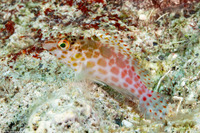 Cirrhitichthys oxycephalus (Pixy Hawkfish)