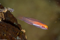 Eviota atriventris (Neon Dwarfgoby)