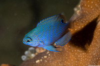 Pomacentrus burroughi (Burrough's Damsel)