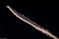 Tozeuma armatum (Banded Tozeuma Shrimp)