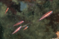 Eviota bifasciata (Twostripe Dwarfgoby)