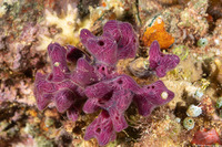 Chalinula nematifera (Coral Killing Sponge)