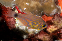 Taeniamia fucata (Orangelined Cardinalfish)