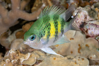 Amblyglyphidodon curacao (Staghorn Damsel)