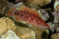 Oxycheilinus celebicus (Celebes Wrasse)