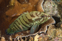 Cephalopholis boenak (Chocolate Grouper)