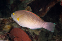 Scarus flavipectoralis (Yellowfin Parrotfish)