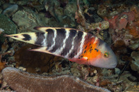 Cheilinus fasciatus (Redbreasted Wrasse)