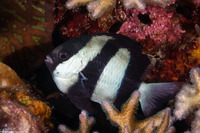 Dascyllus aruanus (Humbug Dascyllus)
