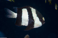 Dascyllus aruanus (Humbug Dascyllus)