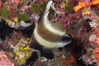Heniochus chrysostomus (Pennant Bannerfish)