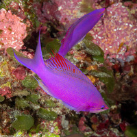 Pseudanthias pascalus (Purple Queen)