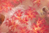 Dendronephthya sp.1 (Dendronephthya)