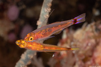 Trimma xanthochrum (Yellowskin Pygmygoby)