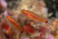 Trimma xanthochrum (Yellowskin Pygmygoby)