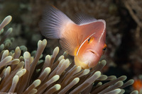 Amphiprion perideraion (Pink Anemonefish)