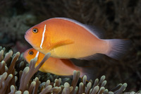 Amphiprion perideraion (Pink Anemonefish)