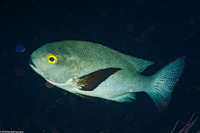 Macolor macularis (Midnight Snapper)